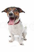 Jack Russel Terrier