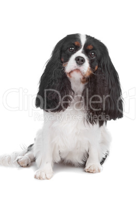 Cavalier King Charles Spaniel dog