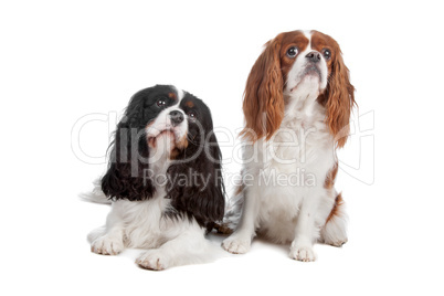 Cavalier King Charles Spaniel dog