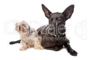 zwei Hunde weiß grau und schwarz