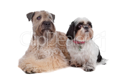 soft coated wheaten terrier and a Shih Tzu dog