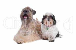 soft coated wheaten terrier and a Shih Tzu soft coated wheaten terrier
