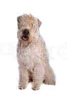 soft coated wheaten terrier dog