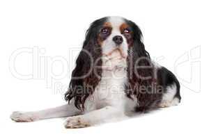 cavalier king charles spaniel dog