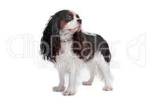 cavalier king charles spaniel dog