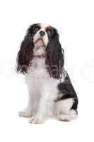 cavalier king charles spaniel dog