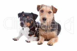 Jack Russel Terrier and mixed breed dog