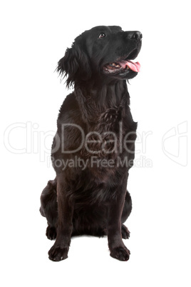 Mix flatcoated retriever/golden retriever dog