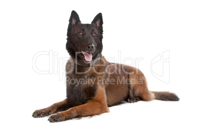 Belgium Shepherd dog