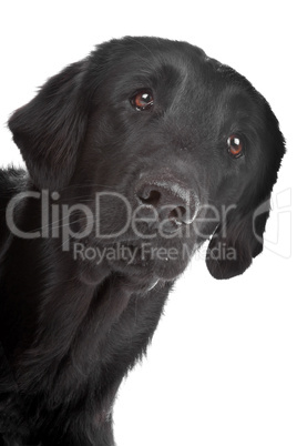 Flat coated retriever dog