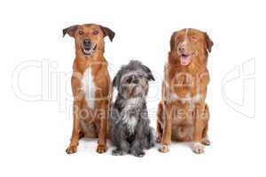 Two mix dogs and a Nova Scotia Duck Tolling Retriever
