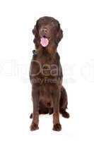Brown Flatcoated retriever dog