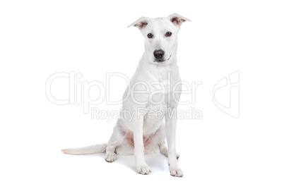 Mixed breed dog,  white shepherd  labrador