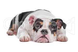 English bulldog