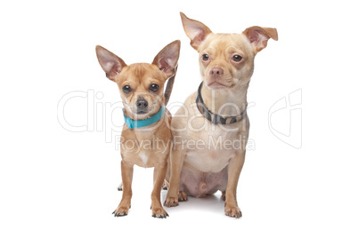 zwei Chihuahua braun