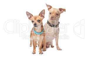 zwei Chihuahua braun