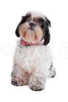 Shih Tzu dog