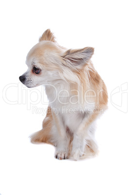 Cute Chihuahua dog