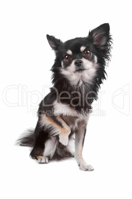 Cute Chihuahua dog