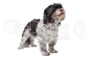 kleiner schwarz grau brauner Hund
