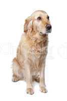 brauner Mischlings Hund