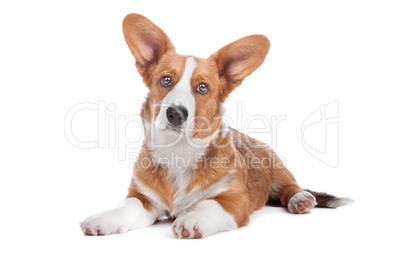 Welsh Corgi dog