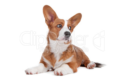 Welsh Corgi dog