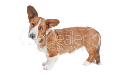 Welsh Corgi dog