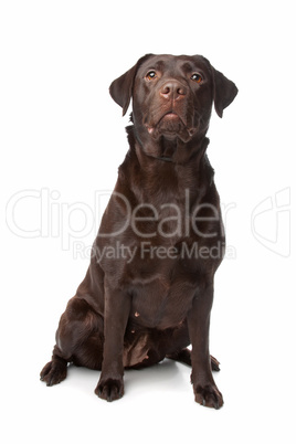 schwarzer Labrador schwarzer Labrador