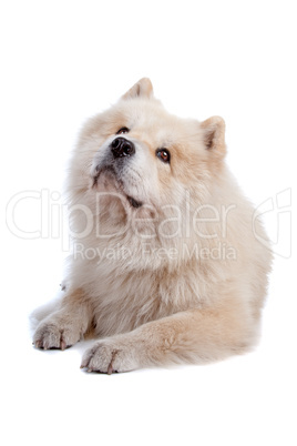 Mix Chow-Chow and Samoyed