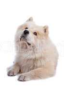 Mix Chow-Chow and Samoyed