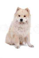 Mix Chow-Chow and Samoyed