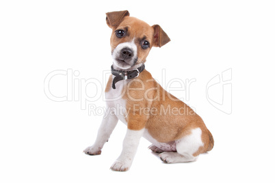 Jack Russel Terrier puppy