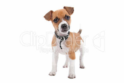 Jack Russel Terrier puppy