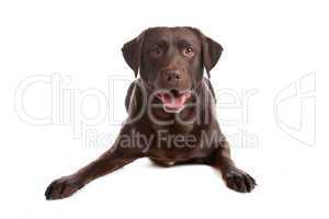 Chocolate Labrador retriever dog