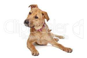 brauner Mischlings Hund