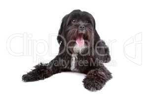 mix Tibetan Terrier, Shih Tzu