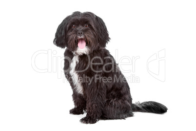 mix tibetan terrier shi ztu