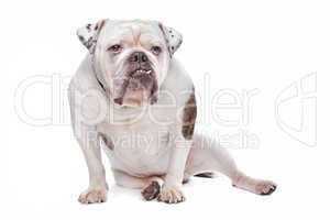 Bulldogge weiß braun