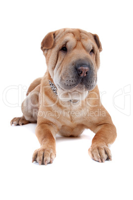 Shar pei dog