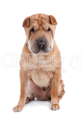 Shar pei dog