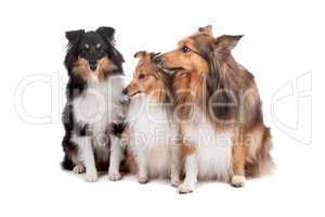 Shetland Sheepdogs(Shelty)