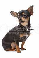 Chihuahua schwarz braun