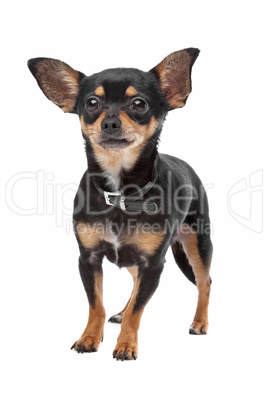 Chihuahua schwarz braun