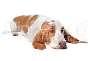 Basset hound