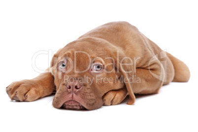 großer brauner Hund mit blauen Augen