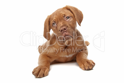 großer brauner Hund mit blauen Augen