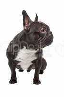 Bulldogge schwarz weiß
