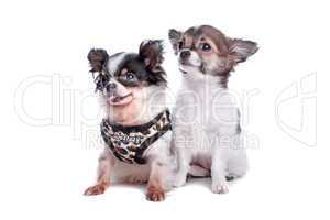 zwei kleine Hunde braun schwarz weiß und weiß braun