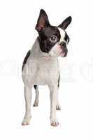 Bulldogge schwarz weiß